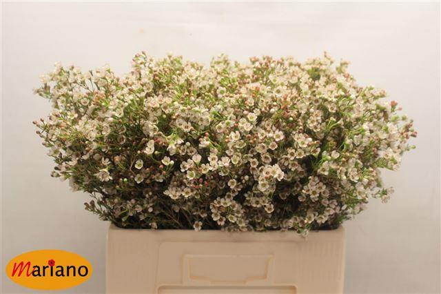 Waxflower Blondie