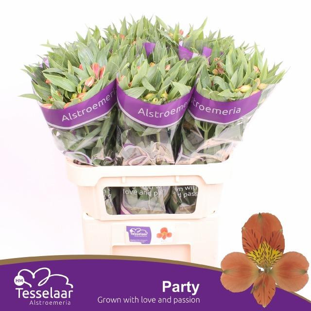 Alstroemeria Party