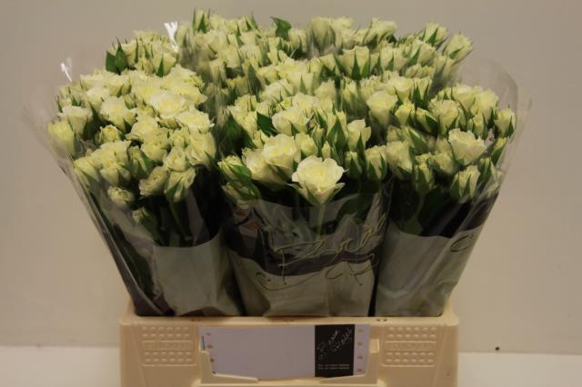Roses Spray Viviane