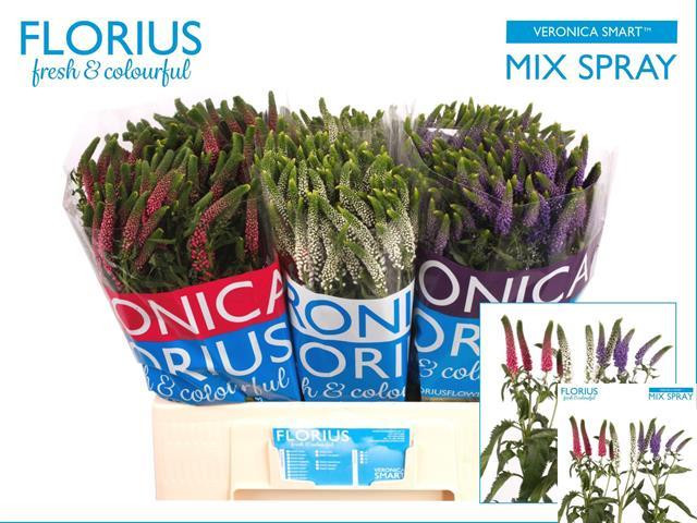 Veronica Mix 3 Colour Spray