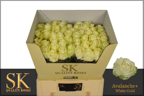 Rose Avalanche Koene W.G.