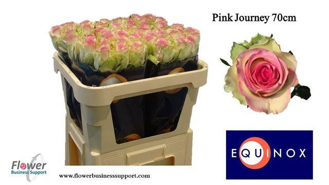 Rose Pink Journey(equinox)