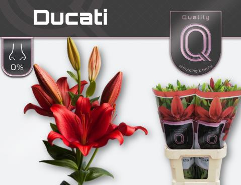 Li la Ducati