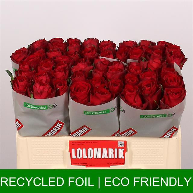 Rose Madam Red TIMA
