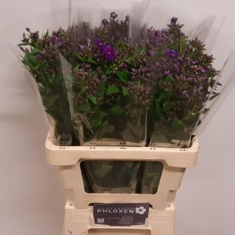 Phlox Crissy