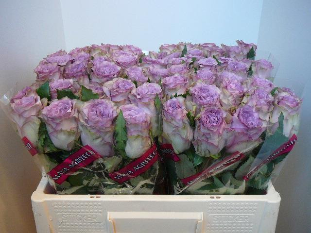 Rose Dolcetto!