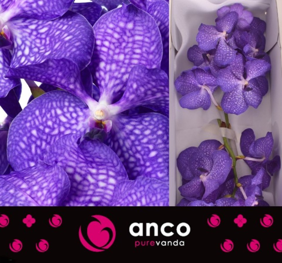 Vanda Magic Blue