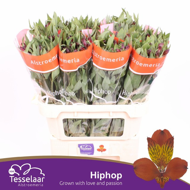 Alstroemeria HipHop