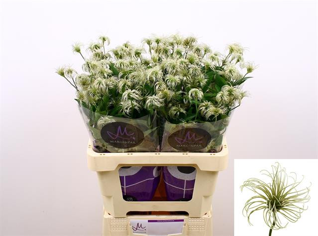 Clematis Amaz.Kibo