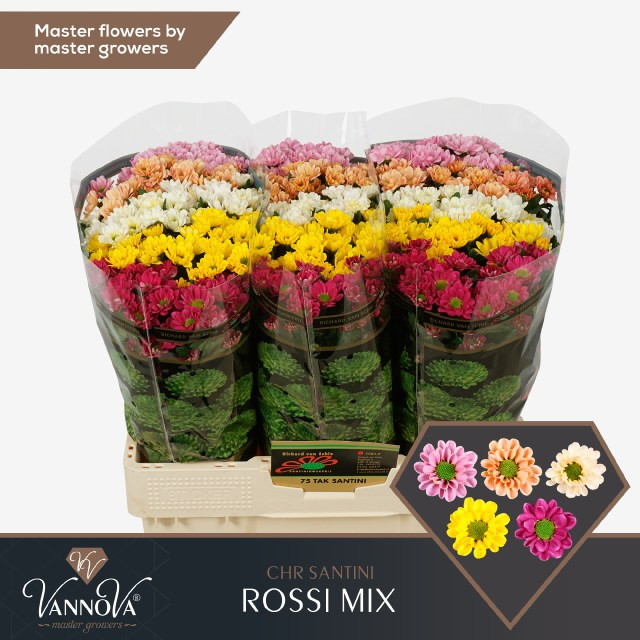 Chr s Rossi Mixed
