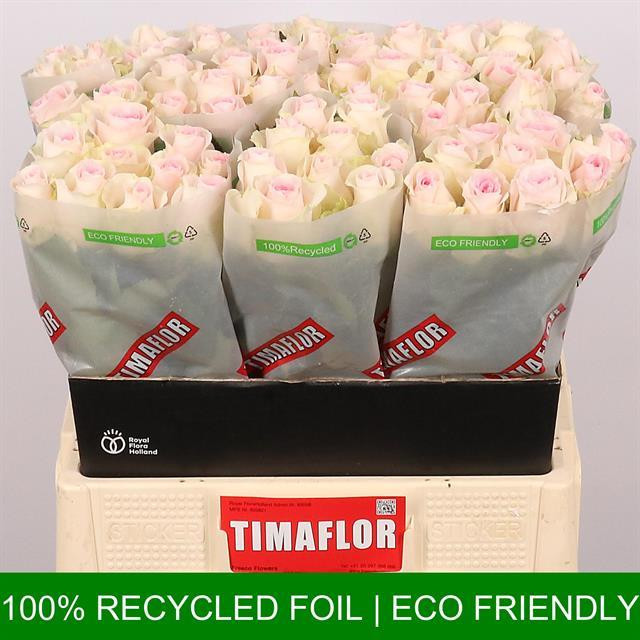 Rose Revival Sweet TIMA