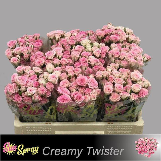 Roses Spray Creamy Twister