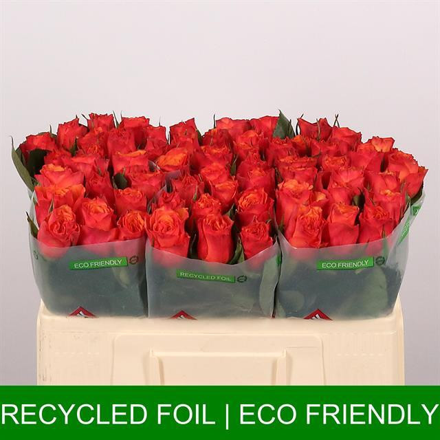 Rose Devoted TIMA