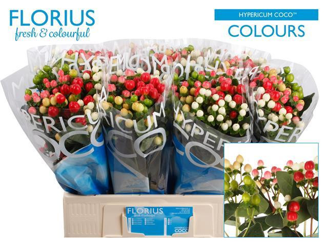 Hypericum Coco Rainbow (10)