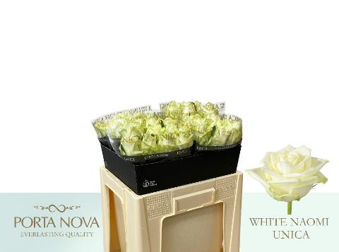 Rose White Naomi Port/unica