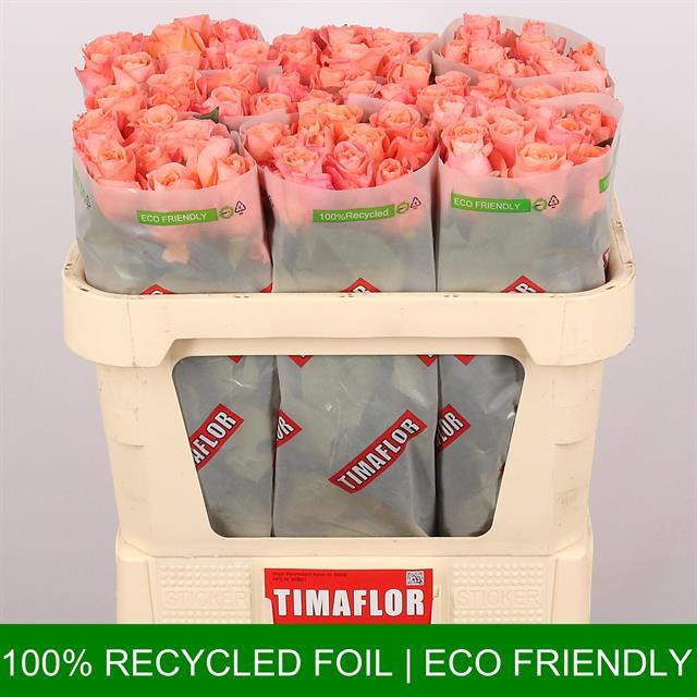 Rose Lady Margareth TIMA