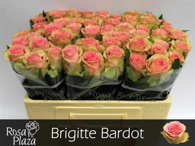 Rose Brigitte Bardot(DZRoses)