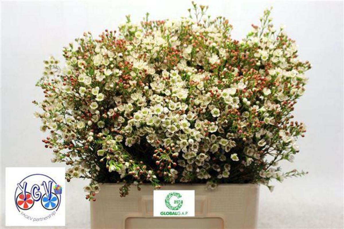 Waxflower Tal White