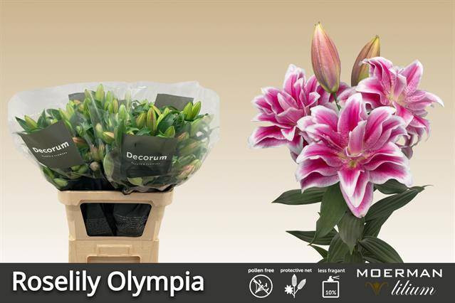 Li or Roselily Olympia