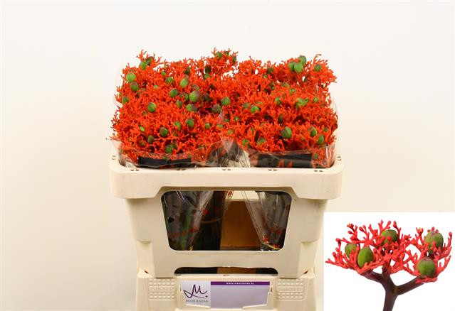 Jatropha Firecracker
