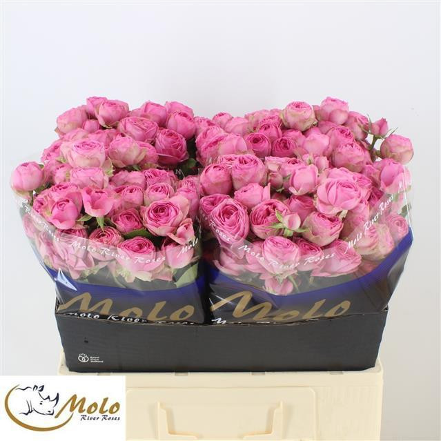 Roses Spray Giselle