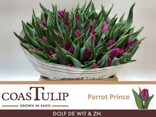 Tulp pa Coas Prince