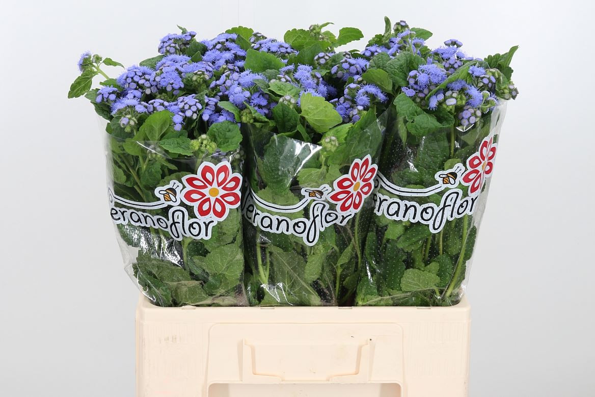 Ageratum Blue Planet
