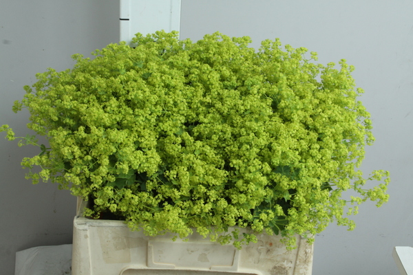 Alchemilla Robustica