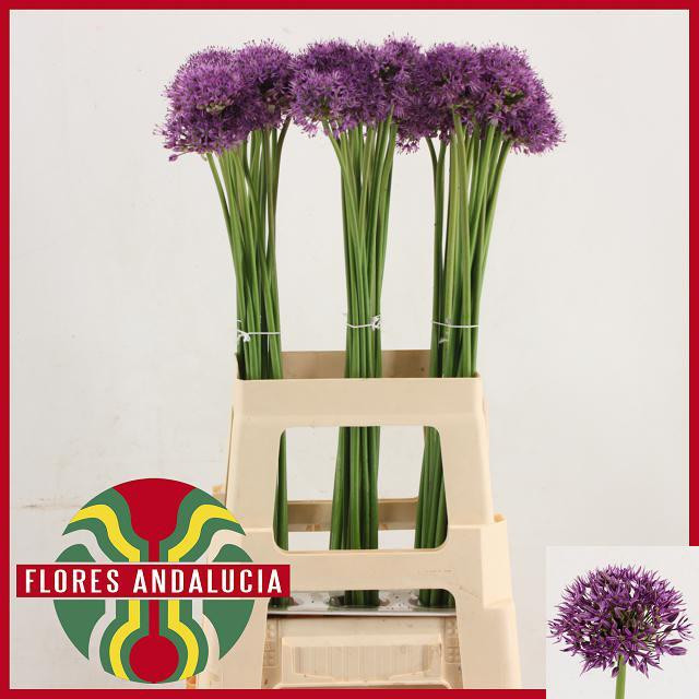 Allium Gladiator