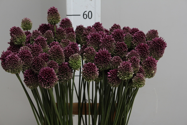 Allium Sphaerocephalon
