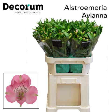 Alstroemeria Avianna