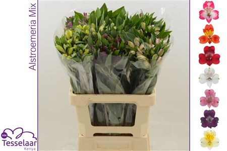 Alstroemeria Mix Kenia