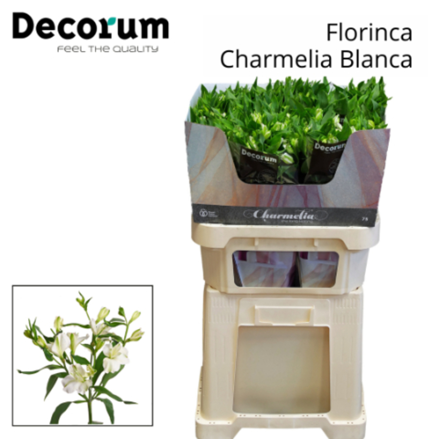 Alstroemeria Spray Charmelia Blanca