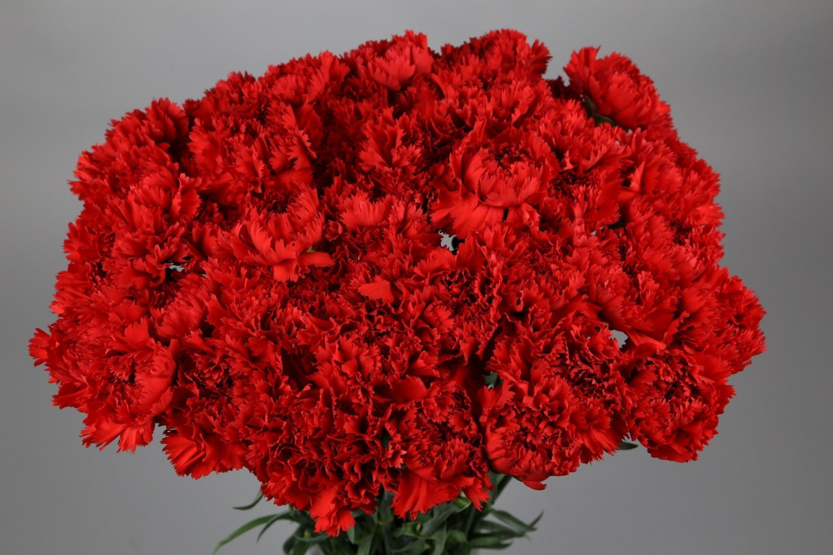 Di st Arona red