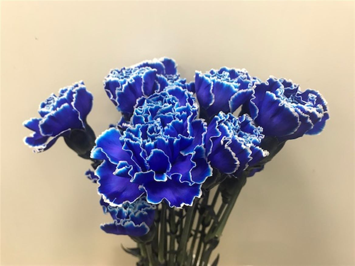 Di st P.Blue