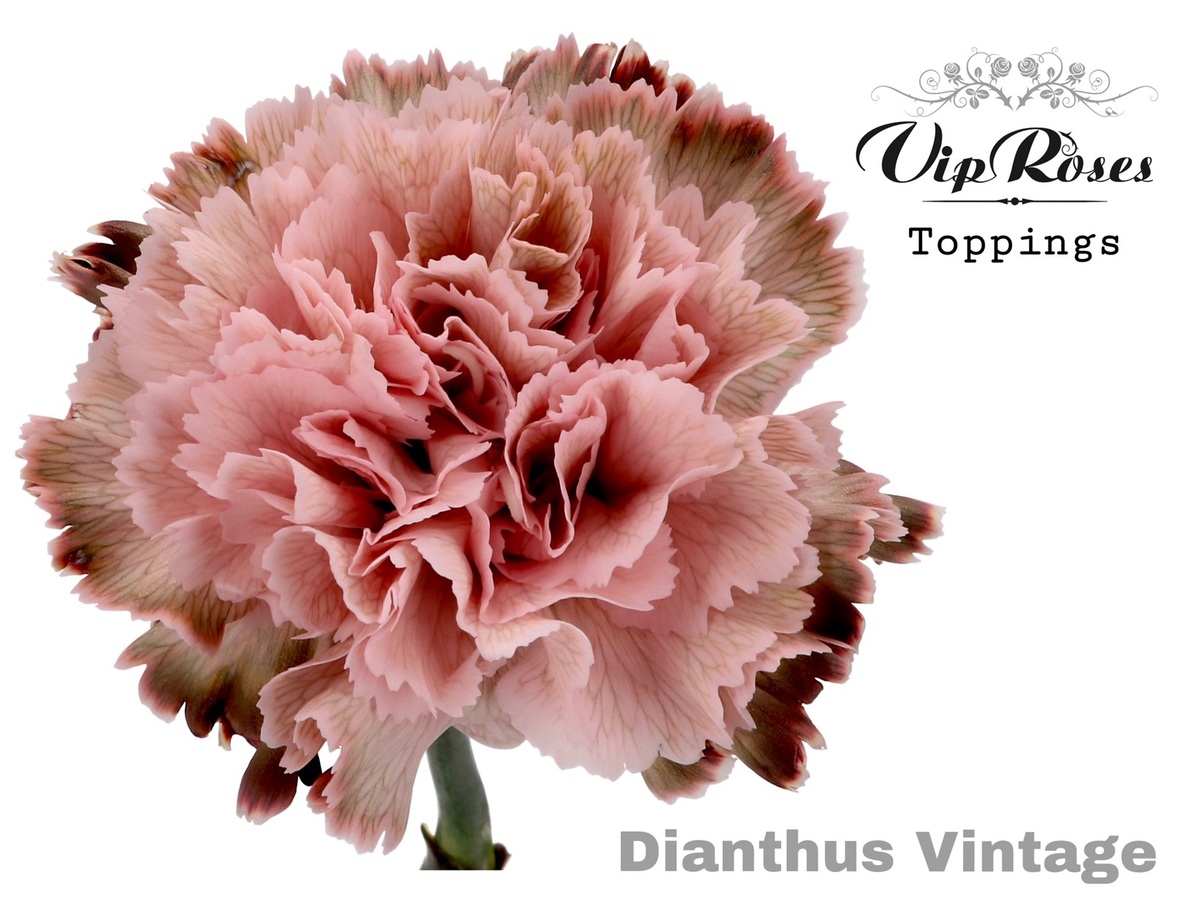 Di st Vintage V.I.P.