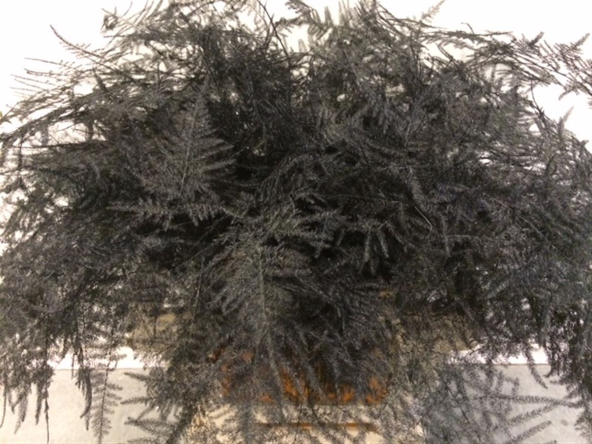 Asparagus Extra P.Black