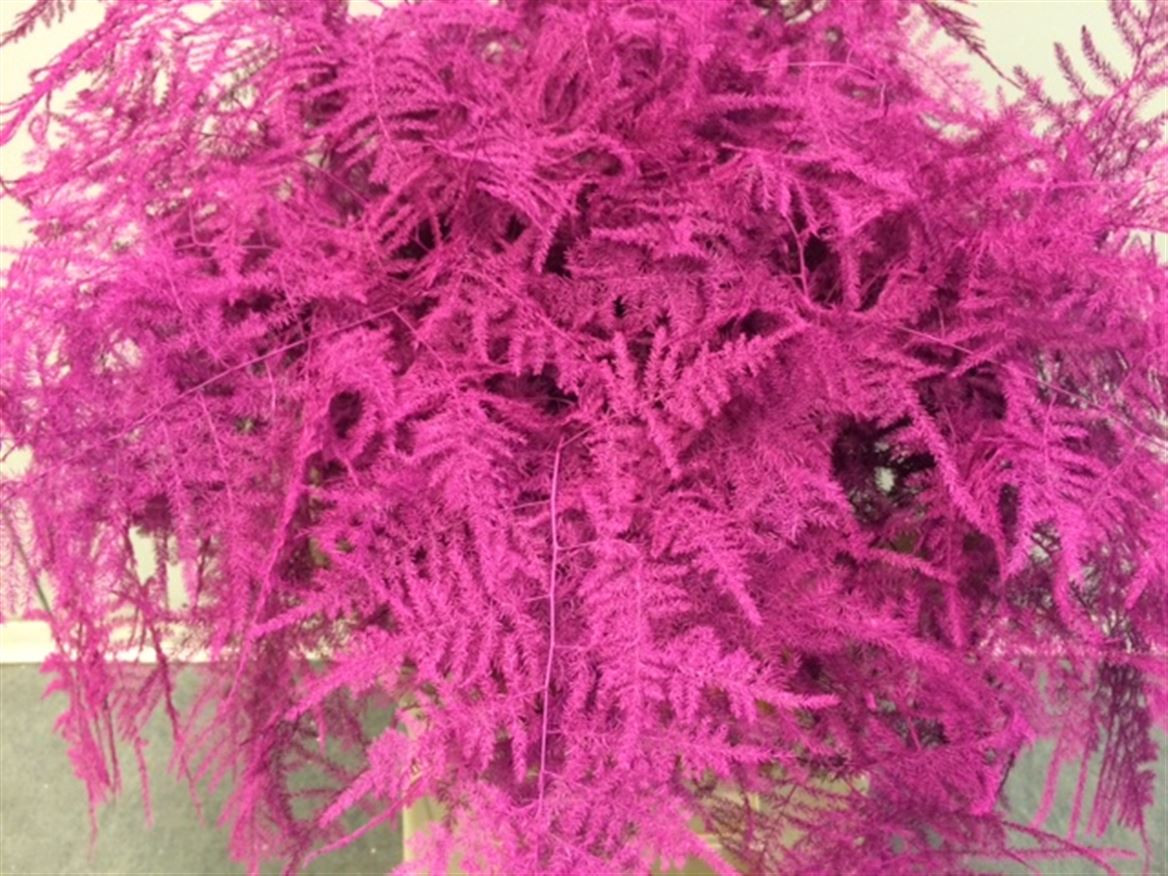 Asparagus Extra P.Cerise