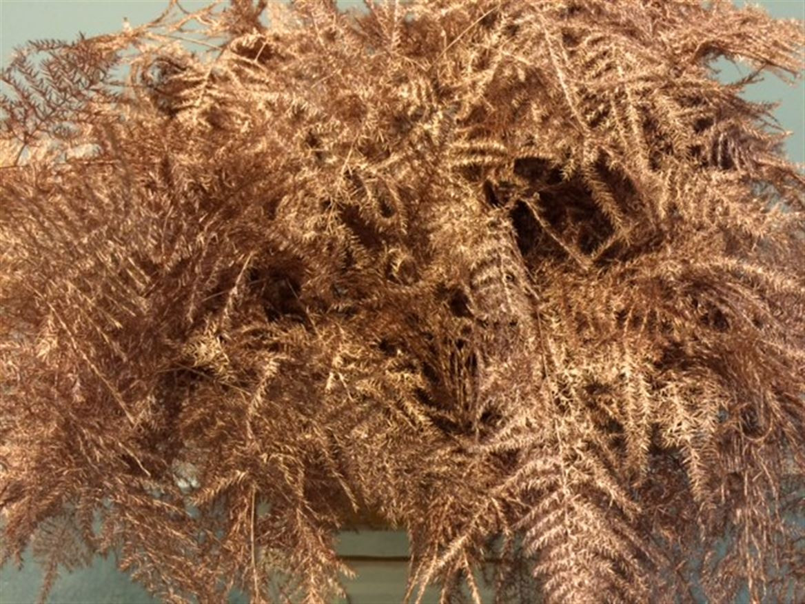 Asparagus Extra P.Copper