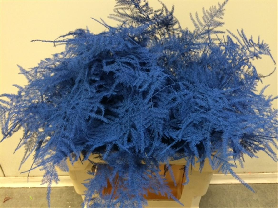 Asparagus Extra P.Blue