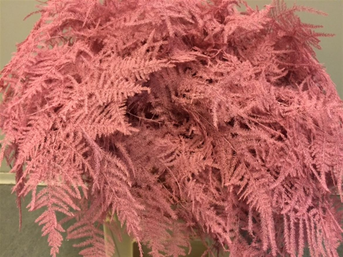 Asparagus Extra P.Pink