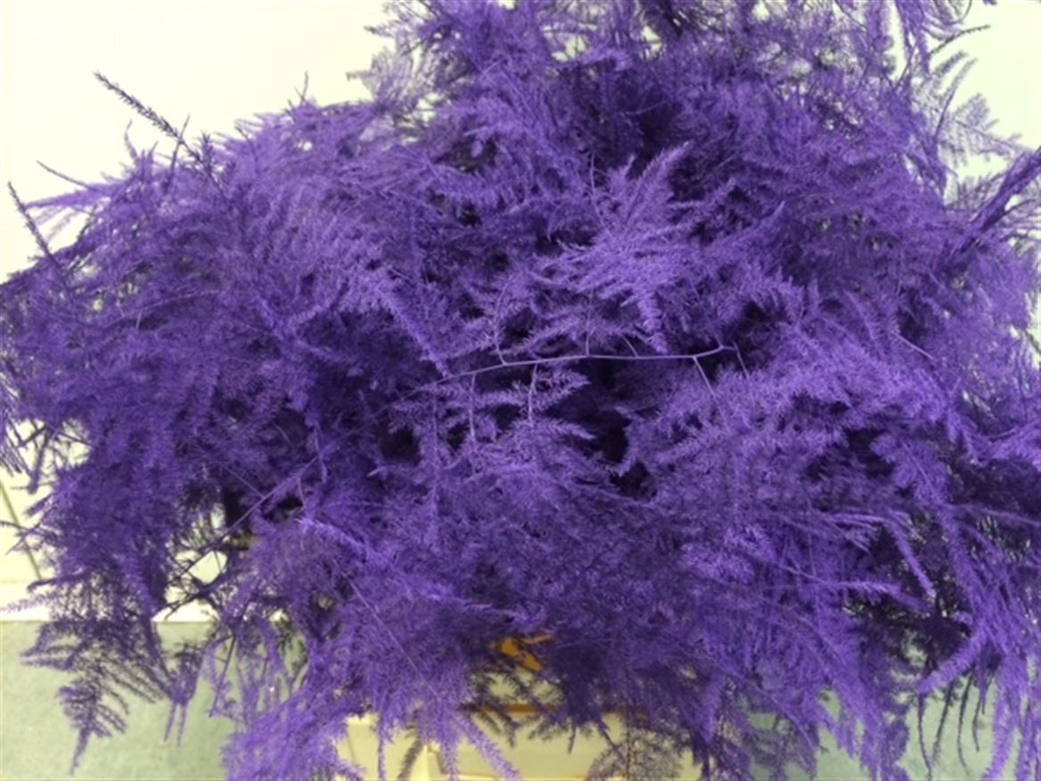 Asparagus Extra P.Purple