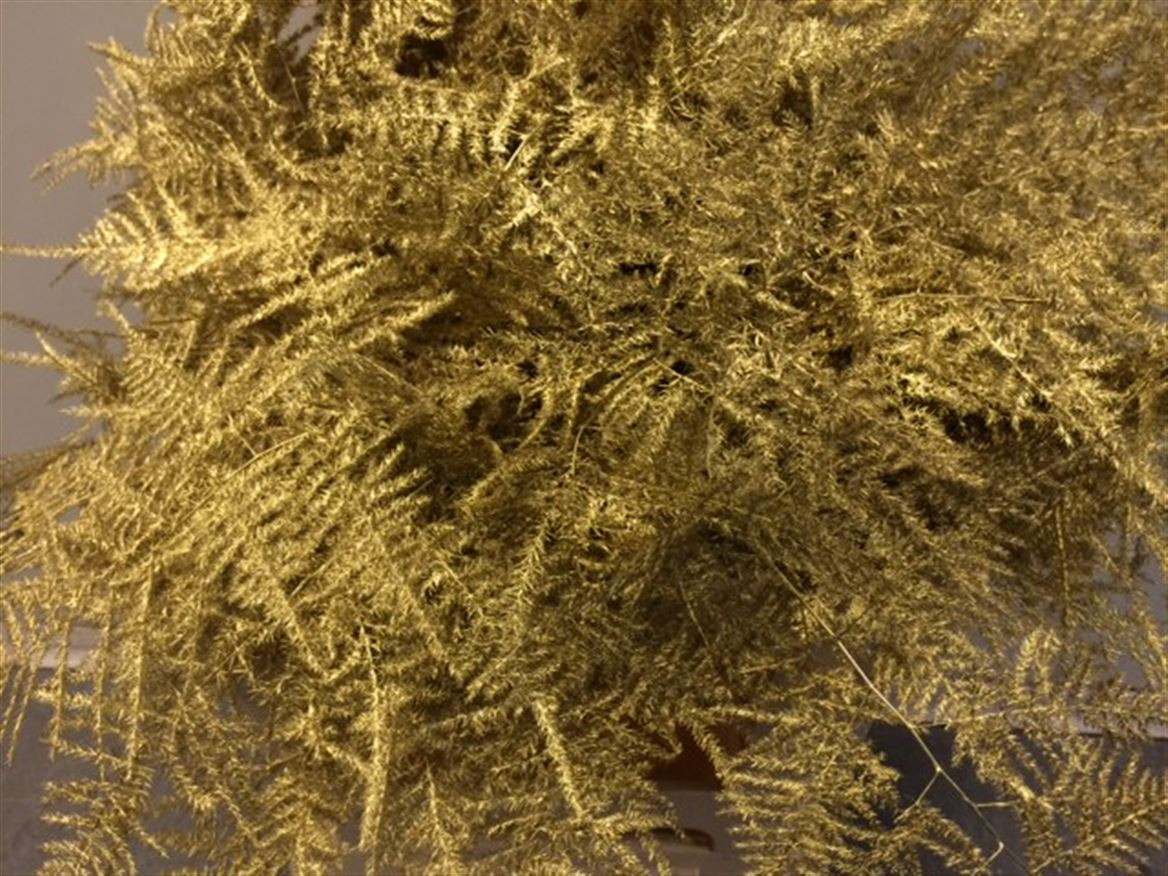 Asparagus Extra P.Gold