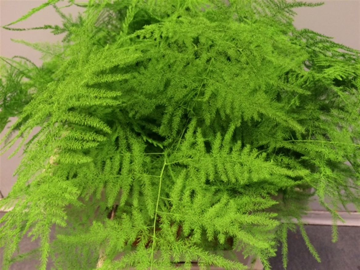 Asparagus Extra P.Green
