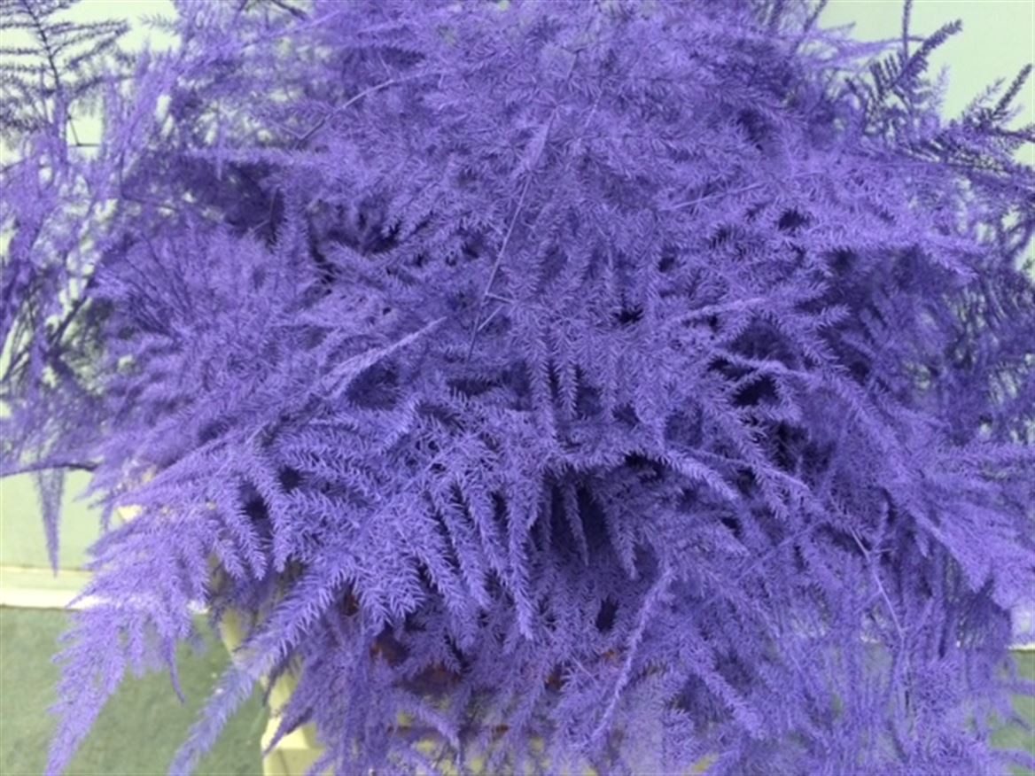 Asparagus Extra P.Milka