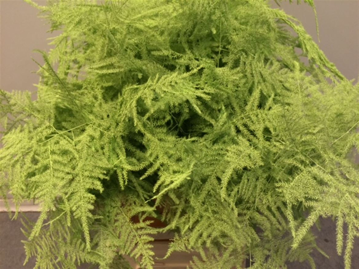 Asparagus Extra P.Mint