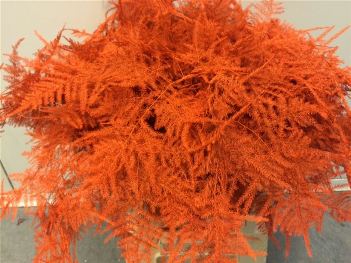 Asparagus Extra P.Orange