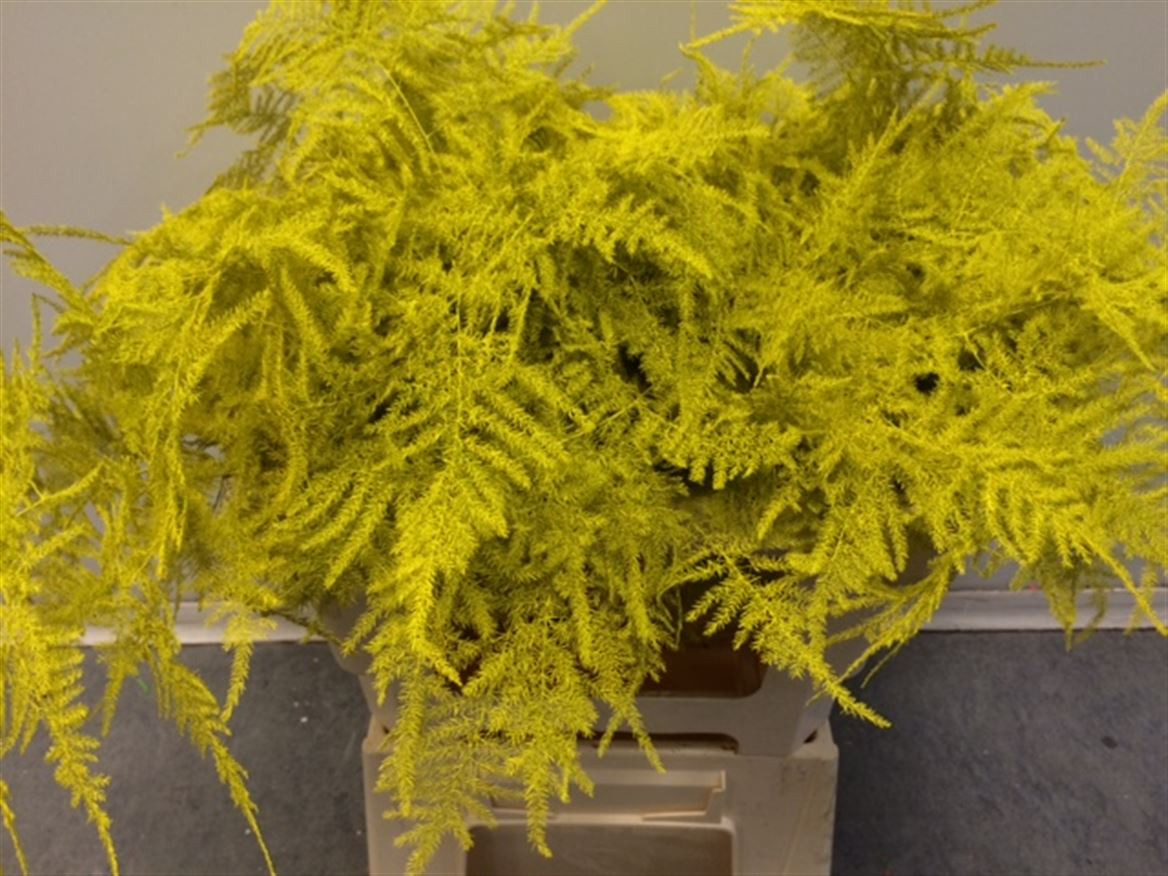 Asparagus Extra P.Yellow