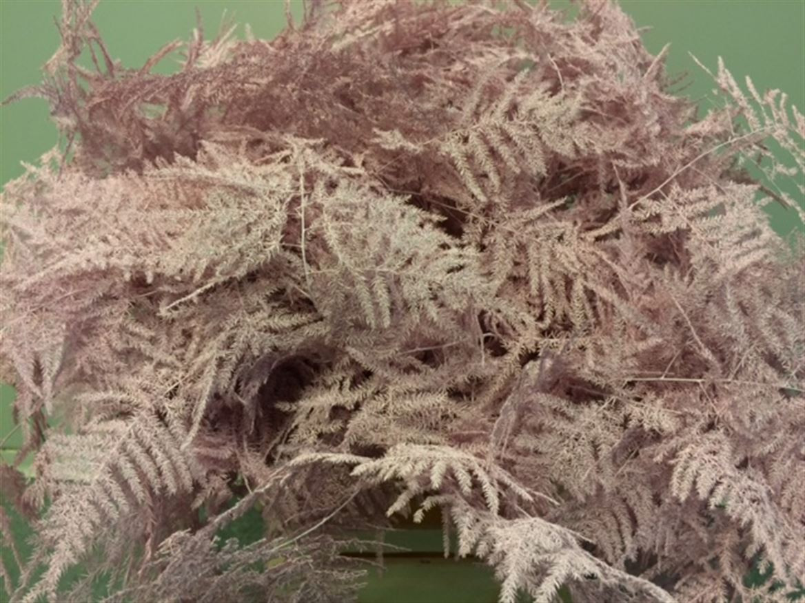 Asparagus Extra P.Pink light