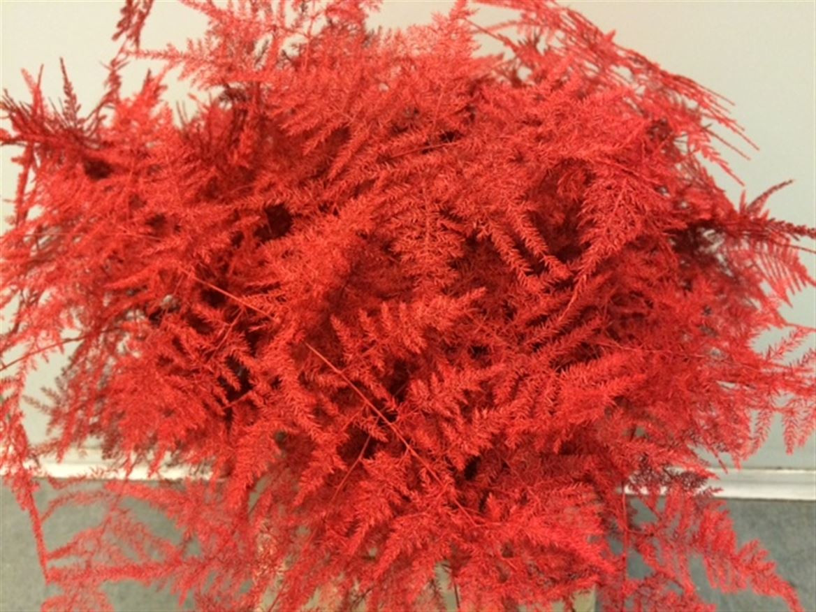 Asparagus Extra P.Red